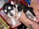 Siberian Husky Puppies for sale in Lehigh Acres, FL, USA. price: $1,500