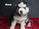 Siberian Husky Puppies for sale in Houston, TX, USA. price: $1,300