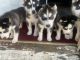 Siberian Husky Puppies for sale in 1598 E 48th St, Los Angeles, CA 90011, USA. price: NA