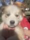 Siberian Husky Puppies for sale in Jerome, ID 83338, USA. price: NA