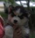 Siberian Husky Puppies for sale in Garner, NC, USA. price: $500