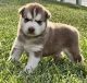 Siberian Husky Puppies for sale in Miami, FL, USA. price: $900