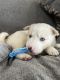 Siberian Husky Puppies for sale in Los Angeles, CA, USA. price: $540