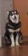 Siberian Husky Puppies for sale in Brooklyn, NY, USA. price: $800