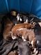 Siberian Husky Puppies for sale in Nashville, TN 37214, USA. price: NA