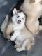 Siberian Husky Puppies for sale in Alma, MI 48801, USA. price: $8,001,000