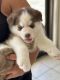 Siberian Husky Puppies for sale in Aiea, HI 96701, USA. price: $3,000