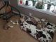 Siberian Husky Puppies for sale in Schertz, TX, USA. price: $500