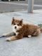 Siberian Husky Puppies for sale in Victorville, CA, USA. price: $1,500