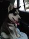 Siberian Husky Puppies for sale in Revere, MA, USA. price: $1,200