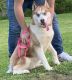 Siberian Husky Puppies for sale in Ashland, KY 41102, USA. price: $200