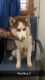 Siberian Husky Puppies for sale in Hanford, CA 93230, USA. price: $700