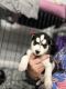 Siberian Husky Puppies for sale in Lehigh Acres, FL, USA. price: $1,500