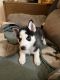 Siberian Husky Puppies for sale in Aurora, IL, USA. price: $750