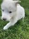 Siberian Husky Puppies for sale in Othello, WA 99344, USA. price: $300
