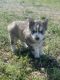 Siberian Husky Puppies for sale in Craig, CO 81625, USA. price: $1,000