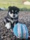 Siberian Husky Puppies for sale in Craig, CO 81625, USA. price: NA