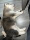 Siberian Husky Puppies for sale in Las Vegas, NV, USA. price: $250