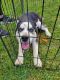 Siberian Husky Puppies for sale in Fremont, IN 46737, USA. price: $100