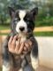 Siberian Husky Puppies for sale in Dekalb County, GA, USA. price: NA