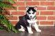 Siberian Husky Puppies for sale in Newton Centre, Newton, MA, USA. price: NA