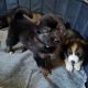 Siberian Husky Puppies for sale in Eaton Rapids, MI 48827, USA. price: NA