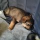 Siberian Husky Puppies for sale in Eaton Rapids, MI 48827, USA. price: NA