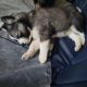 Siberian Husky Puppies for sale in Eaton Rapids, MI 48827, USA. price: $450