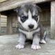 Siberian Husky Puppies for sale in Ohio City, OH 45874, USA. price: $3,399