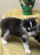Siberian Husky Puppies for sale in Cleveland, OH, USA. price: NA