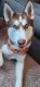Siberian Husky Puppies for sale in West Valley City, UT, USA. price: $500
