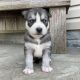 Siberian Husky Puppies for sale in Ohio City, OH 45874, USA. price: $3,300