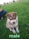 Siberian Husky Puppies for sale in 158 Private Rd 206-I, Seminole, TX 79360, USA. price: NA
