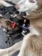 Siberian Husky Puppies for sale in Cutler Bay, FL, USA. price: NA