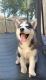 Siberian Husky Puppies for sale in Misty Ridge Ln, Houston, TX 77071, USA. price: $850