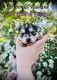 Siberian Husky Puppies for sale in Missoula, MT, USA. price: NA