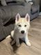 Siberian Husky Puppies for sale in Long Beach, CA, USA. price: $250