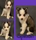 Siberian Husky Puppies for sale in Cape Coral, FL, USA. price: $900