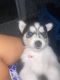 Siberian Husky Puppies for sale in Lehigh Acres, FL, USA. price: NA