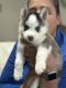 Siberian Husky Puppies for sale in Polk City, FL 33868, USA. price: $450