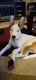 Siberian Husky Puppies for sale in Valrico, FL, USA. price: NA