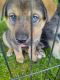 Siberian Husky Puppies for sale in Eaton Rapids, MI 48827, USA. price: $300