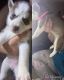 Siberian Husky Puppies for sale in Las Vegas, NV, USA. price: $1,500