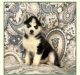 Siberian Husky Puppies for sale in 389 E 48th St, Brooklyn, NY 11203, USA. price: NA