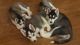 Siberian Husky Puppies for sale in Chino Valley, AZ, USA. price: $800