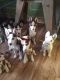 Siberian Husky Puppies for sale in Brooklyn, NY, USA. price: NA