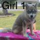Siberian Husky Puppies for sale in Church Hill, TN 37642, USA. price: $300