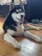 Siberian Husky Puppies for sale in Lone Tree, CO, USA. price: NA