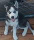 Siberian Husky Puppies for sale in Titus, AL 36080, USA. price: $1,000
