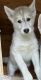 Siberian Husky Puppies for sale in Hillsboro, NH 03244, USA. price: NA